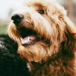 Bernedoodles, Goldendoodles, and Poodles from Four Willows Farm