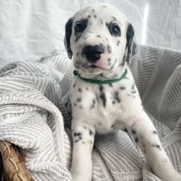 Sage  HUA - White black and tan Dalmatian puppy in Franklin, Tennessee from Gentry’s Dalmatians