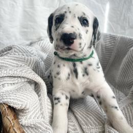 Sage  HUA - White black and tan Dalmatian puppy in Franklin, Tennessee from Gentry’s Dalmatians