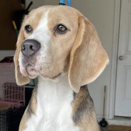 Beagles and Dalmatians from Arcadia Kennels