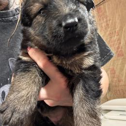 Girl 1 - female German Shepherd puppy in Laurens, New York from Vom Chivalry Haus German Shepherds