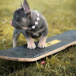 Ford - Blue male French Bulldog puppy in Pittsburgh, Pennsylvania from Muddy Creek Frenchies