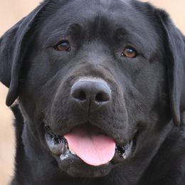 Labrador Retrievers from Rebellion Labradors