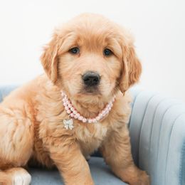 Golden Retriever, Miniature American Shepherd, and Siberian Husky Puppies from HuskiesAndGoldensWithFinesse