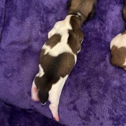 Burrata - Cream female Dachshund puppy in Lincoln, California from ForeversEdge Doxies