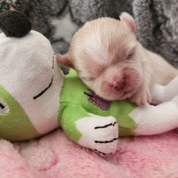 Opal - Cream and white female Shih Tzu puppy in Augusta, Georgia from Floofah la Woofah