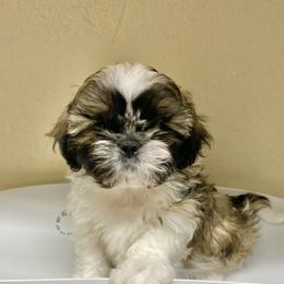 Shih Tzu Puppies from Willow Lane Shih Tzus