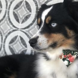 Miniature Australian Shepherds, Shih Tzus, and Toy Australian Shepherds from River Springs Aussies