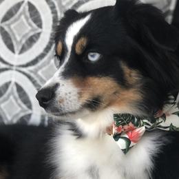 Miniature Australian Shepherds, Shih Tzus, and Toy Australian Shepherds from River Springs Aussies