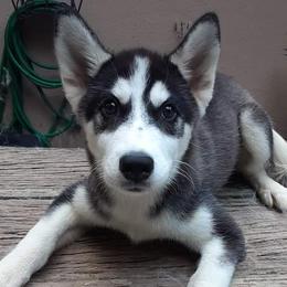 Trixie - Black and white Siberian Husky puppy in Dunnellon, Florida from Clover's Legacy Siberians