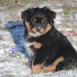 Hondo - Miniature American Shepherd puppy from Faithwalk Aussies and Mini American Shepherds