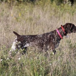 Hope - German Shorthaired Pointer
