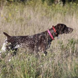Hope - German Shorthaired Pointer