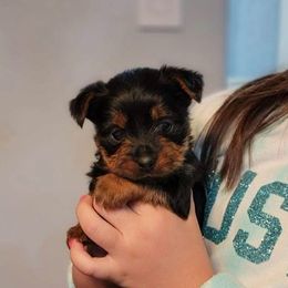 Yorkshire Terriers from Sgorri's Yorkies