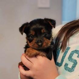 Yorkshire Terriers from Sgorri's Yorkies