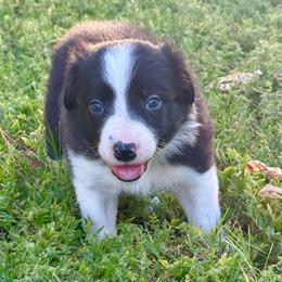 Statler - Black and white male Border Collie puppy in Mesa, Arizona from Ranch Girl Border Collies