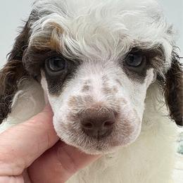 Rooster - Parti male Poodle puppy in Wheatland, California from Sapphire Ridge Poodles