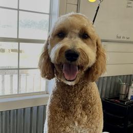Charlie - Goldendoodle