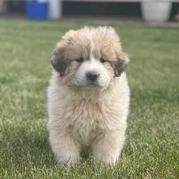Nessa - White and badger female Great Pyrenees puppy in Cedar City, Utah from Forestwood Farms Great Pyrenees