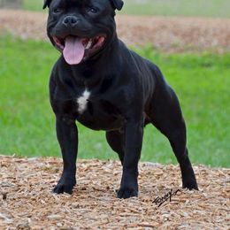 Staffordshire Bull Terrier All Grown Up from Dyna Staffs