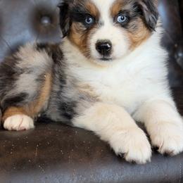 Reno-has tail-many videos - Blue merle male Australian Shepherd puppy in Troy, South Carolina from Australian Shepherds of 3/W Farms