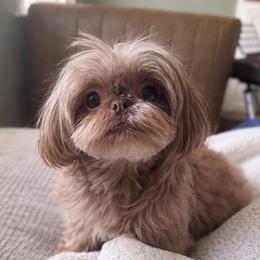 Rourie - Shih Tzu