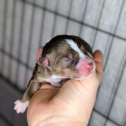 Briar - Red tri-color male Miniature American Shepherd puppy in Harrisonville, Missouri from Trailside Mini Aussies
