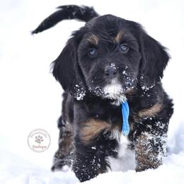 Blue boy - Phantom male Bernedoodle puppy in Waukesha, Wisconsin from Bernedoodle Boutique (and Cavapoos)