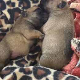 Tiny - Fawn female French Bulldog puppy in Tucson, Arizona from Couronne's French Bulldogs