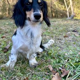 June - Dachshund