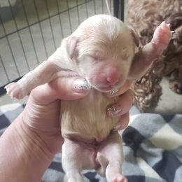 Goldendoodle Puppies from Baby Bell Doodles