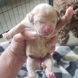 Goldendoodle Puppies from Baby Bell Doodles