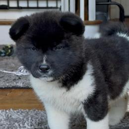 Girl 6 Light pink collar - Black brindle female Akita puppy in Coopersburg, Pennsylvania from Main Street Akitas
