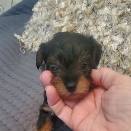 Nugget - Sable female Schnoodle puppy in Arkansas from Harper's Pups