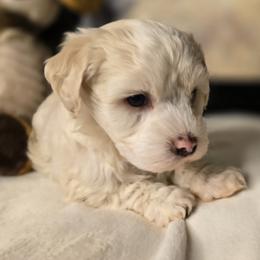 Oscar - White male Havanese puppy in Trinity, Alabama from Tooties Cuties Havanese