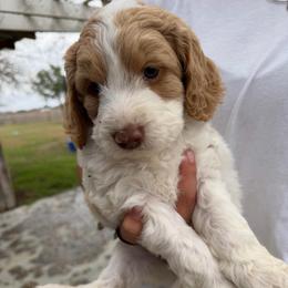Lizzy - Parti female Double Doodle puppy in Yoakum, Texas from The Scott’s Dood Ranch