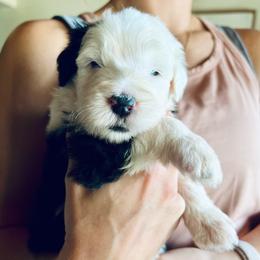 Bubly - Gray and white female Old English Sheepdog puppy in Bristol, Indiana from Ridgeruns OES