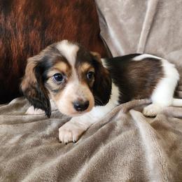 Gary - Piebald male Dachshund puppy in Lindsay, California from Lewis Creek Dachshunds
