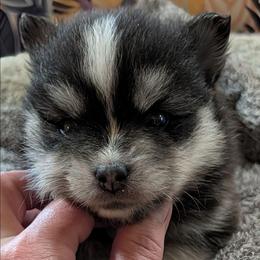 Dwight - Black and white male Pomsky puppy in Charlotte, Michigan from Moore Pomskies