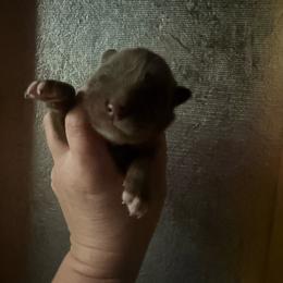 Toto - Red and white male Siberian Husky puppy in London, Ohio from Rose Trail Siberian’s