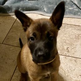 Tan Collar Girl - Belgian Malinois puppy in Belton, Texas from Inferno Malinois