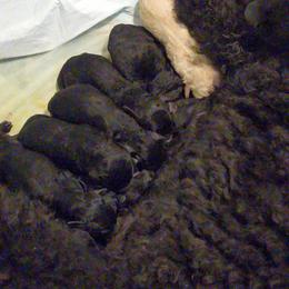 Brown Collar Boy - Black male Poodle puppy in Keats, Kansas from Little Apple Standard Poodles