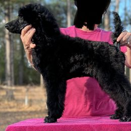Black girl - Poodle puppy in Natchez, Mississippi from Parkview Miniature Poodles