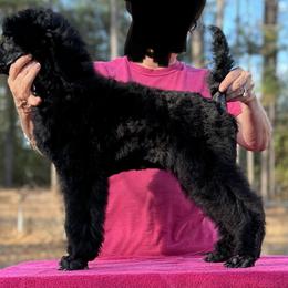 Black girl - Poodle puppy in Natchez, Mississippi from Parkview Miniature Poodles