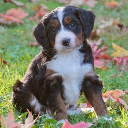 Cora - Tri-color female Bernedoodle puppy in Lancaster, Pennsylvania from Homestead Bernedoodles