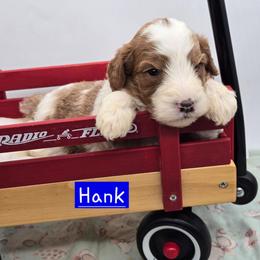 Hank - Red male Bernedoodle puppy in Neillsville, Wisconsin from Granton Creek