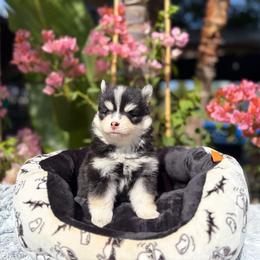 Solar - Black and white male Pomsky puppy in Homeland, California from Lara's Ranch Pomskies