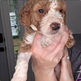 Kenny - Red  male Goldendoodle puppy in Palestine, Texas from KK's Doodle Bunch