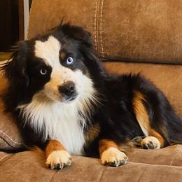 Koda  - Miniature Australian Shepherd