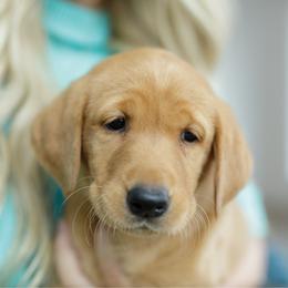 Moira - Yellow female Labrador Retriever puppy in Allons, Tennessee from UC Labradors LLC